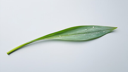 Fototapeta premium Single green leaf with water droplets, isolated on a light gray background. A simple, nature-inspired image.