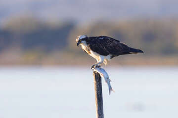 The magnificent predator : the osprey (Pandion haliaetus).