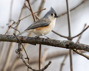 Tufted titmouse perched on a bare branch.
