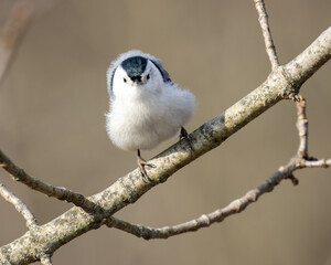 Cute portrait of a white breasted nuthatch looking like it's wearing a hat.