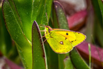 Vivid Encounter: Clouded Yellow Insects on a Green Plant