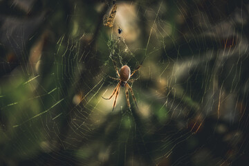Orb-weaver spider spinning its web
