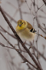A goldfinch in winter plumage sitting on a tree branch while it is snowing.