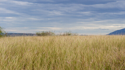 Panorama of the Tatacoa desert with a morning light. Minimalist, creative and artistic picture with a field of yellow dry grass. Villavieja, Huila, Colombia,