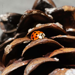 Asian Lady Beetle on a Pine cone 