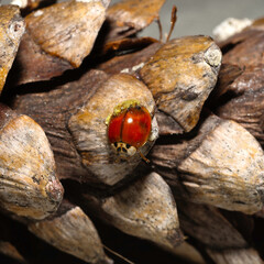 Asian Lady Beetle on a Pine cone 