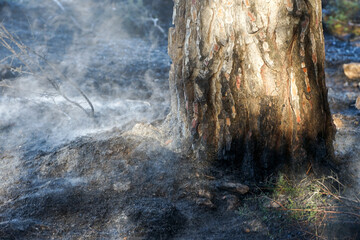aftermath of a forest fire, with black and smoking soil and trunk