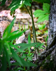 squirrel in the forest