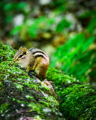 Chipmunk in a forest