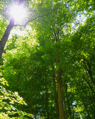 sun shining through the trees