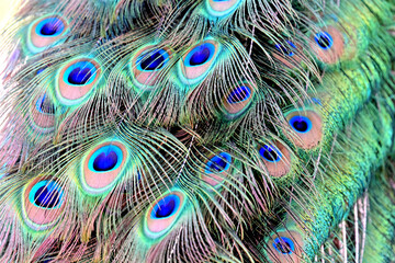 A detailed close-up of peacock feathers displaying iridescent green, blue, and gold hues with...