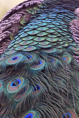 Fototapeta premium peacock feather background