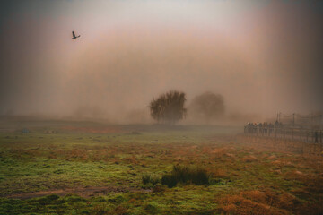 Landscape with misty morning in the forest