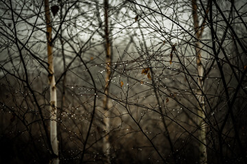 Rain dripping from tree branches in the forest