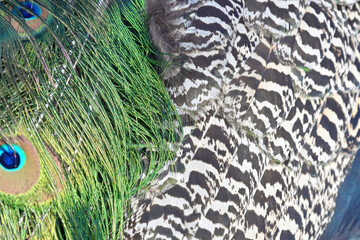 Close-up of peacock feathers with vibrant eye patterns. A detailed close-up of peacock feathers displaying iridescent green, blue, and gold hues with intricate eye-like patterns and delicate textures

