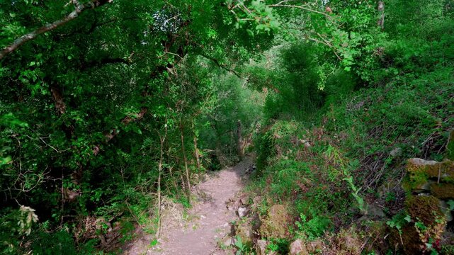 Andando por un sendero en medio del bosque con mucha vegetaci&oacute;n. Desde Ruesta, Zaragoza, Arag&oacute;n, Espa&ntilde;a, Europa.