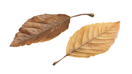 Fototapeta premium Autumn colored leaves on transparent background