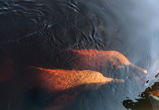 Two Amazon river pink dolphins swam to the shore. Black water of Rio Negro river, Brazil, South America.
