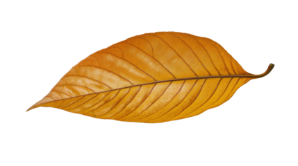 Autumn colored leaves on transparent background