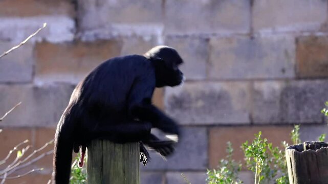 Spider monkey sat high up on a post