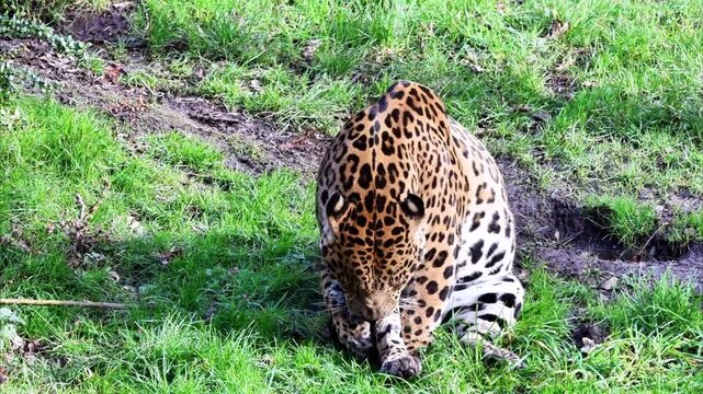 Jaguar (Panthera Onca), biting its own tail, this is a type of self-injurious behaviour.