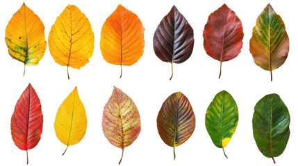 Obraz premium Autumn colored leaves on transparent background