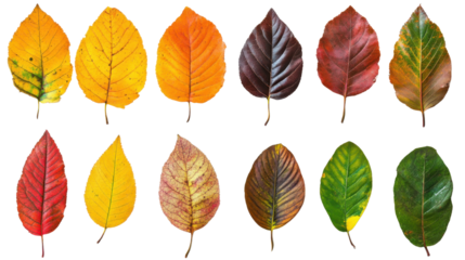 Autumn colored leaves on transparent background