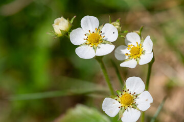 Macro shot of wild strawberry (fragaria vesca) flowers in bloom