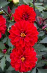 Dahlia (in german Dahlie) Dahlia