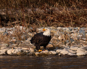 Bald Eagle on the Skagit River
