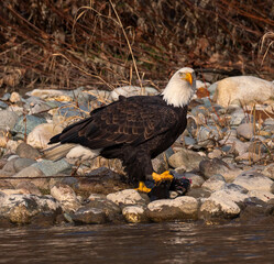 An Eagle on the lookout for Poachers