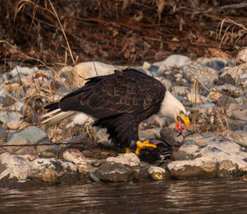 An Eagle and it's Salmon Breakfast