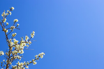 Plum branches covered with white flowers against the blue sky. Blossoming of fruit trees in spring