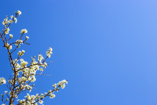 Plum branches covered with white flowers against the blue sky. Blossoming of fruit trees in spring