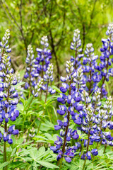 Obraz premium Blooming lupine flower in the field in the forest purple spring and summer flower