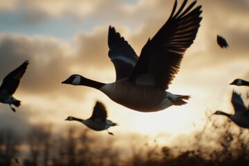 A group of birds soaring through the clouds on a sunny day
