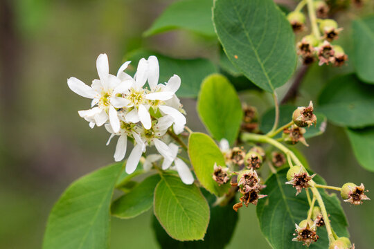 Branch with white bloom of Pacific serviceberry or western juneberry shrub with green leaves in summer forest
