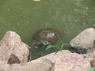 Turtle in the lake