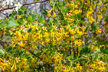 Fototapeta premium A bush of flowering currant. Bright yellow flowers on branches with green leaves on a spring day