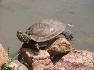 Fototapeta premium turtle on the rocks