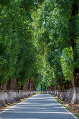 Tunnel of trees in typical road in Alentejo. This road from Marvao is considered the most beautiful in Portugal. The ash trees are centenary trees