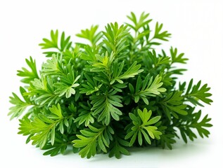 Fototapeta premium Vibrant Green Herbal Plant