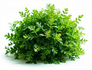 Obraz premium Tropical Green Leafy Bush