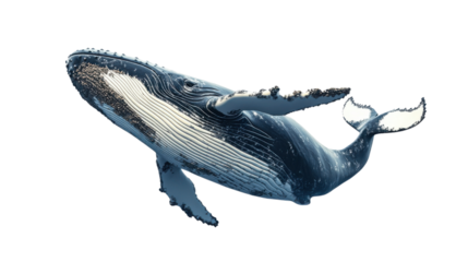 Whale on transparent background