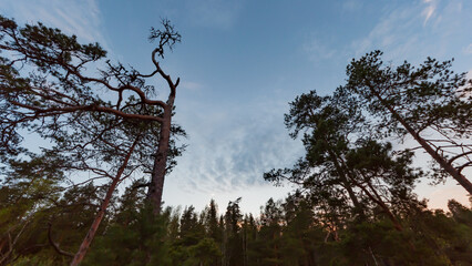 Pine trees against the evening sky in the forests of Finland