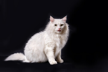 White angora cat on black background, close-up portrait with copy space for text