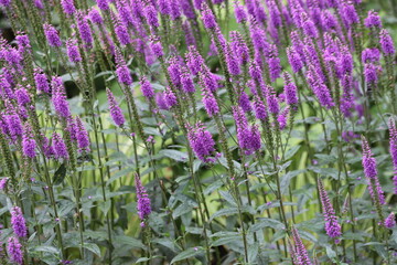 Obraz premium Veronica spicata, spiked speedwell plant with violet flowers.