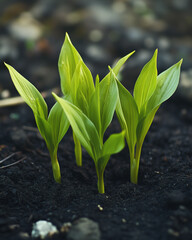 Young green shoots growing in dark fertile soil