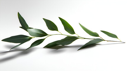 Obraz premium Green leaves branch on white background. Simple, elegant nature photography, perfect for design projects, websites or blogs.