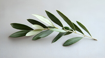 Obraz premium Olive branch with green and pale leaves resting on a light gray surface. Symbol of peace and serenity.